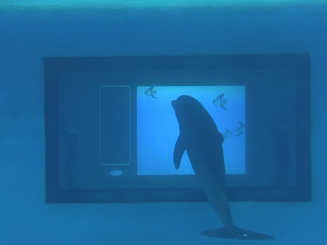 A dolphin uses an underwater touchscreen