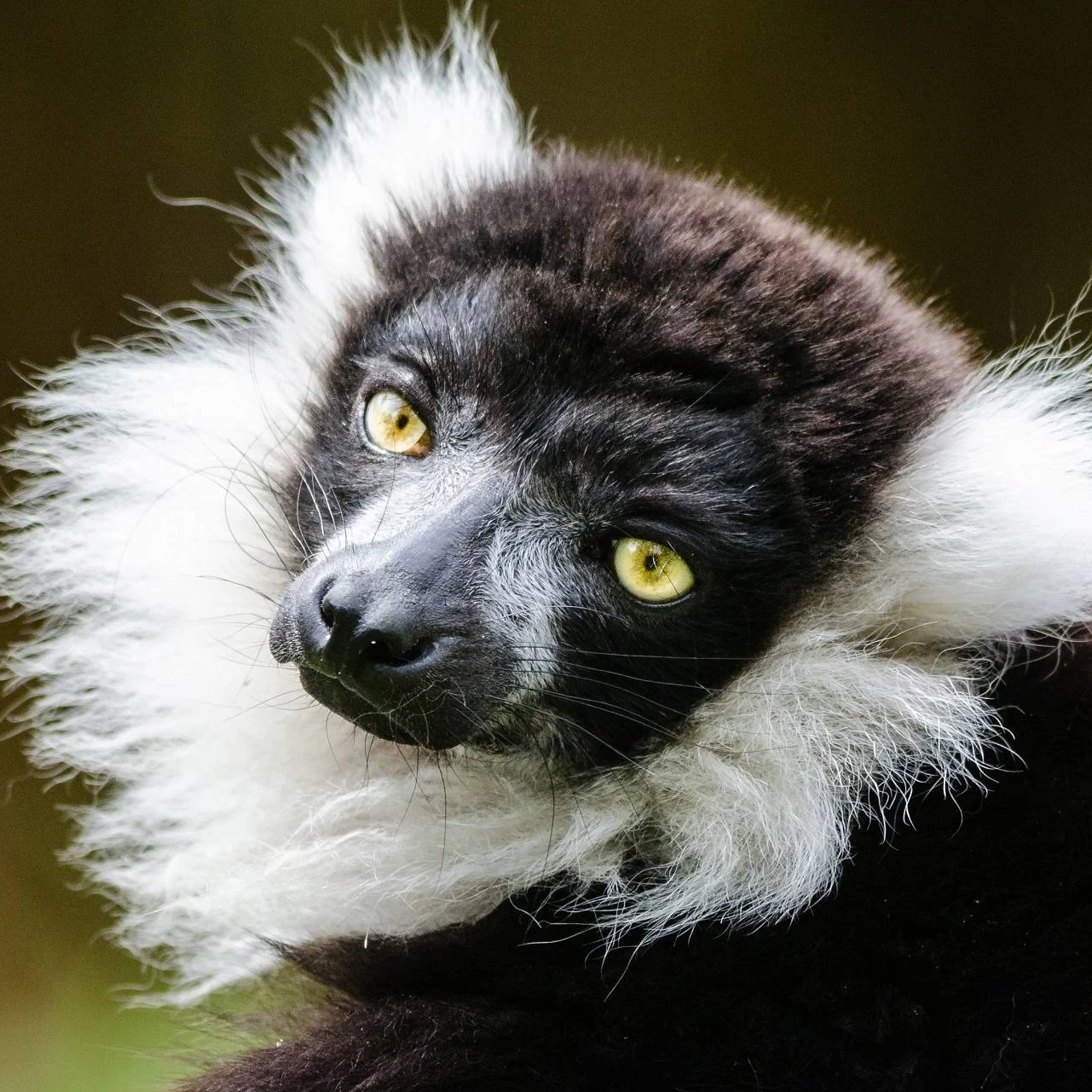 Close up of a black and white ruffed lemur