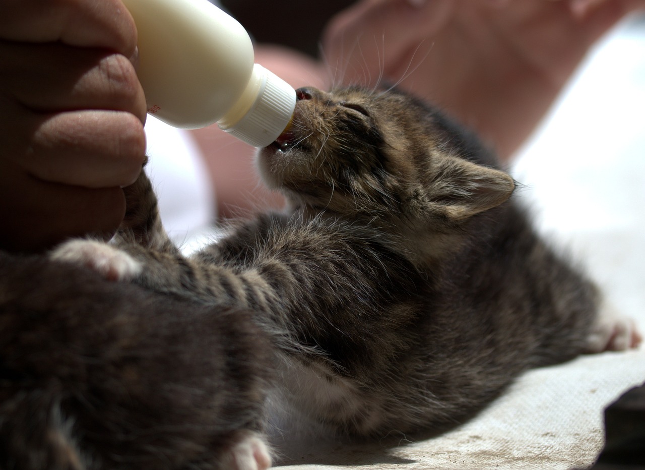 Small kitten being fed from a bottle