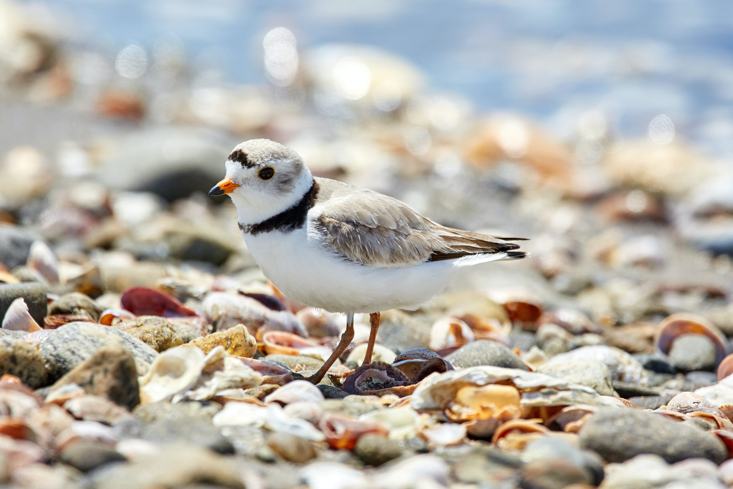 A piping plover perches on a gravelly beach