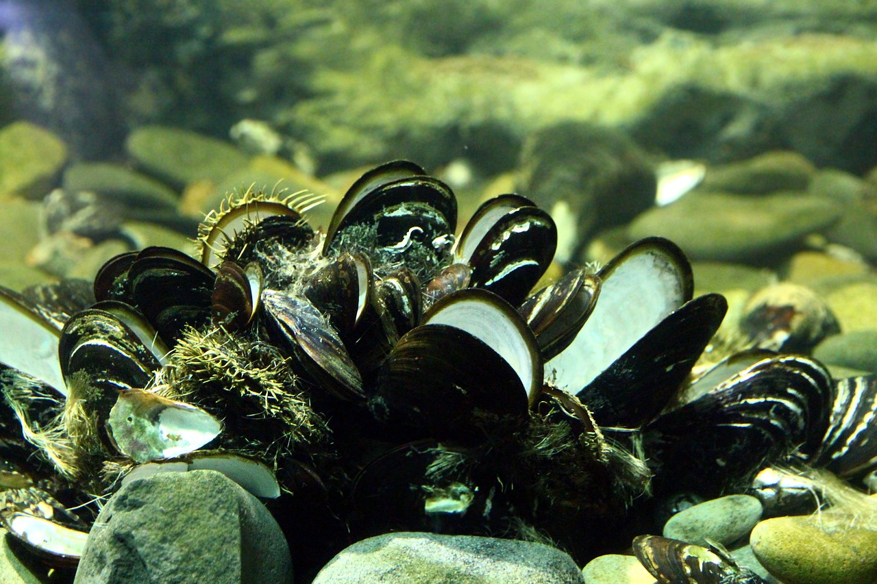 Oysters underwater
