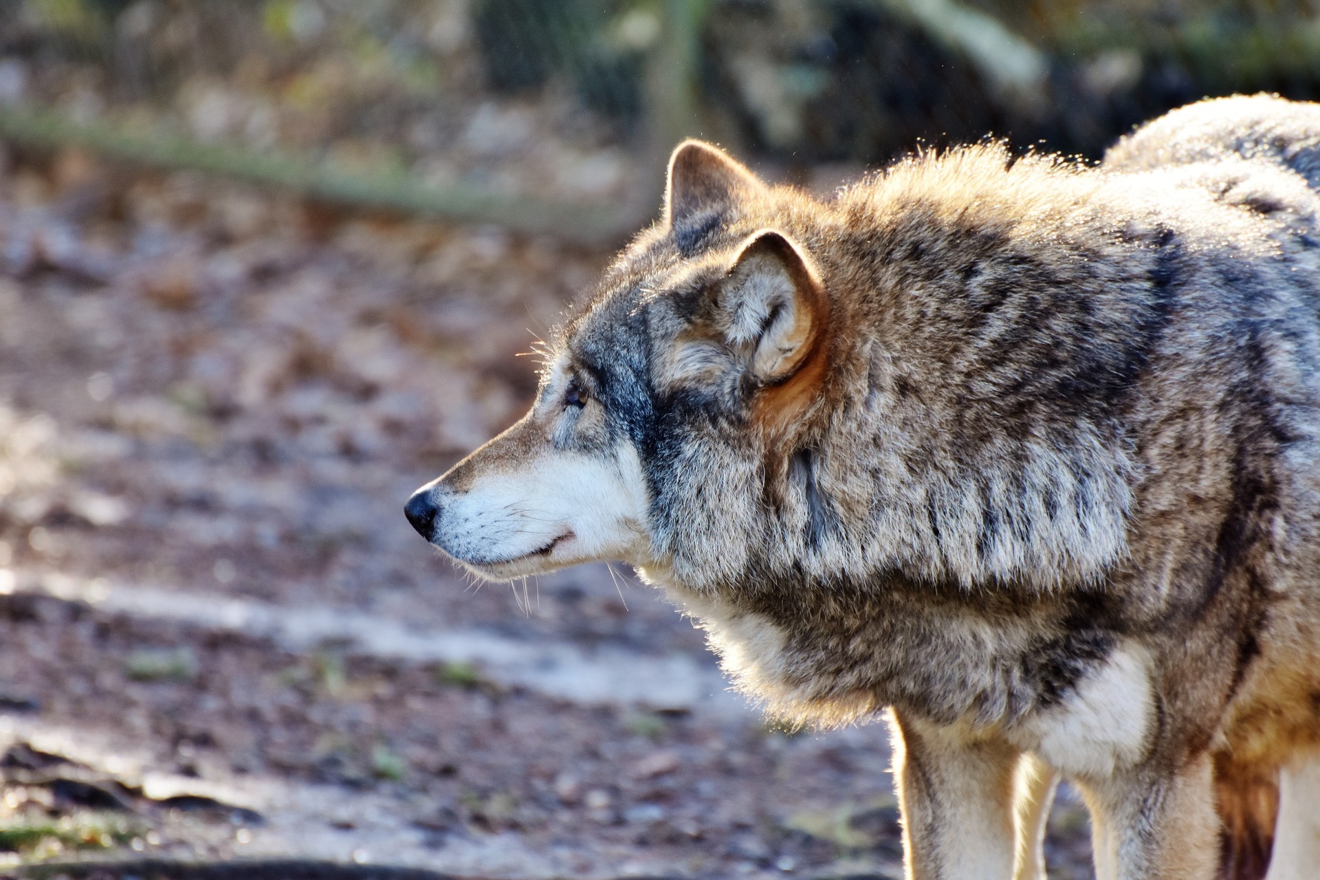 Profile of a wolf in a sunbeam